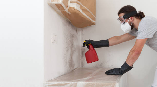Professional Basement Mold Removal technician working in West Newton, MA