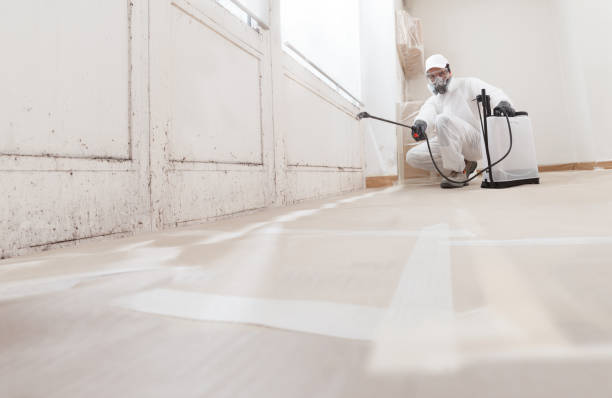 24/7 Emergency Basement Mold Removal experts in West Newton, MA